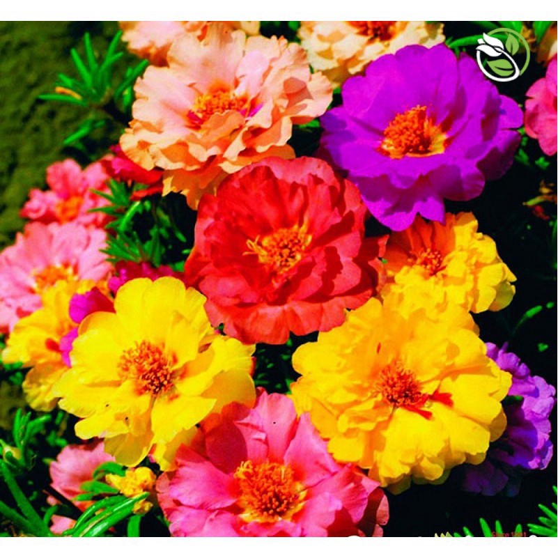 Hạt Giống Hoa Mười Giờ Kép Mix Nhiều Màu PN-08 Phú Nông - Gói 50 hạt - &quot;Double Petals&quot; Portulaca Happy Hour Mix