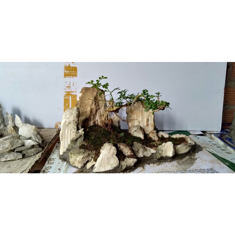 Đá san hô 5cm-10cm+30k màu đen