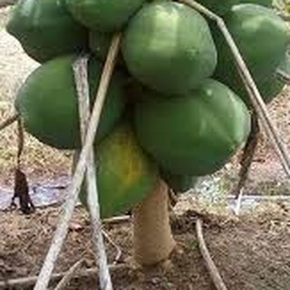 HẠT GIỐNG ĐU ĐỦ LÙN