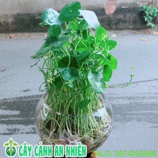 Chậu cỏ đồng tiền thuỷ sinh