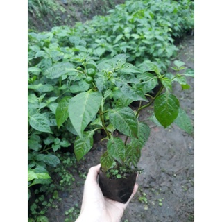 Cây ớt Peru-Aji Charapita đã có trái nhỏ + tặng 5 trái chín