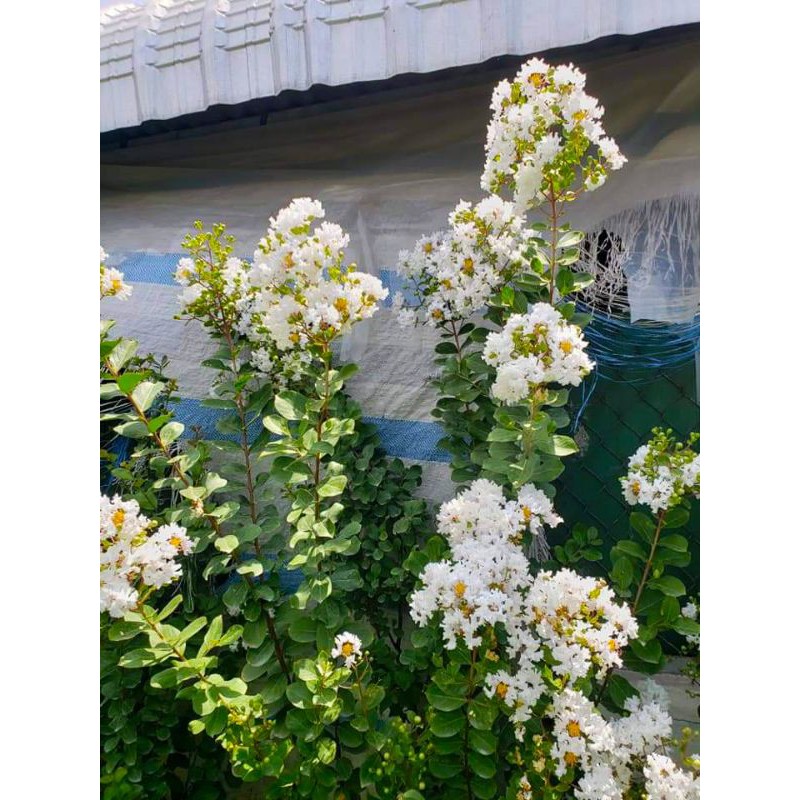 Cây Tường Vi đủ màu