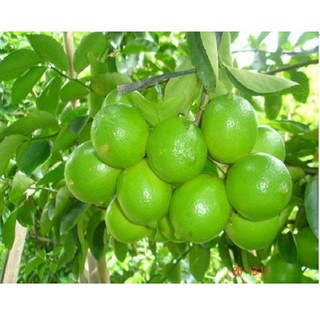 Cây giống Chanh tứ quý, chanh 4 mùa