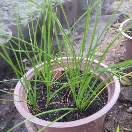 Rau chậu_Cây hẹ TACY'S GARDEN 100% rau sạch nhà vườn trồng