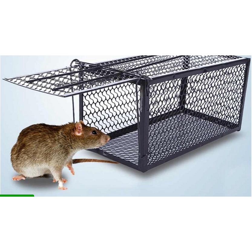 Keo dính; bay chuột, keo nhu việt nam, siêu dính, nhạy nhử chuột