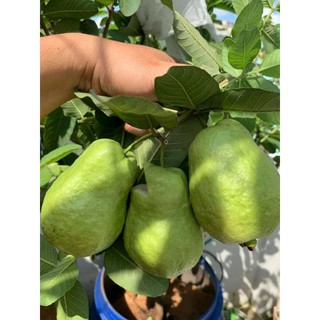 Ổi Rubi .... ruột đỏ...đang trái