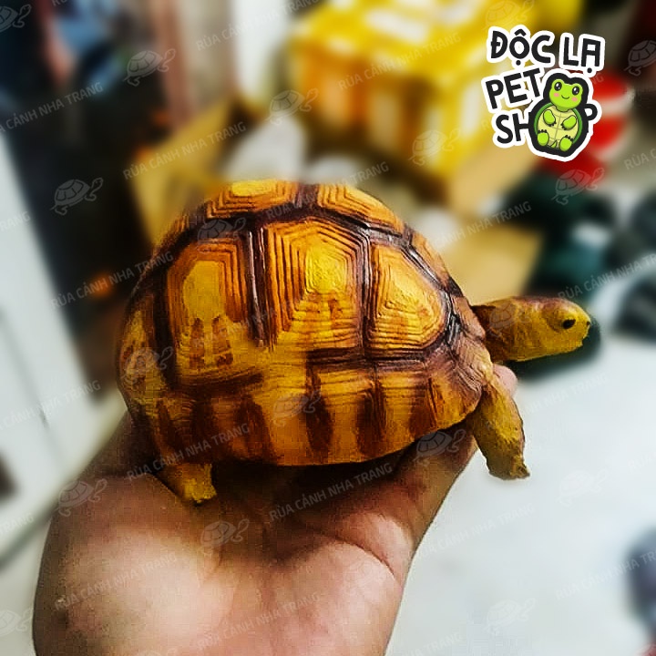 MÔ HÌNH ĐỒ CHƠI THÚ CƯNG HÌNH CON RÙA CHO EM BÉ, TRẺ NHỎ