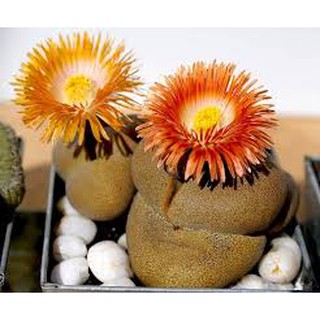 Hạt giống cây thạch lan f1