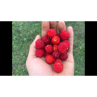 Gói 20  hạt giống Dâu Tây Rừng Wild Mini