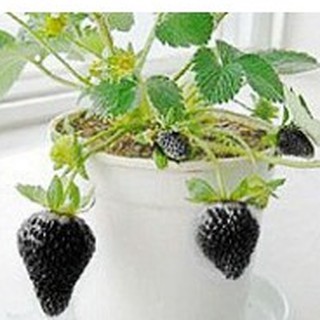 Combo 4 gói hạt giống dâu tây 4 màu- ( dâu đỏ + dâu trắng + dâu đen + dâu vàng ) - STHG2