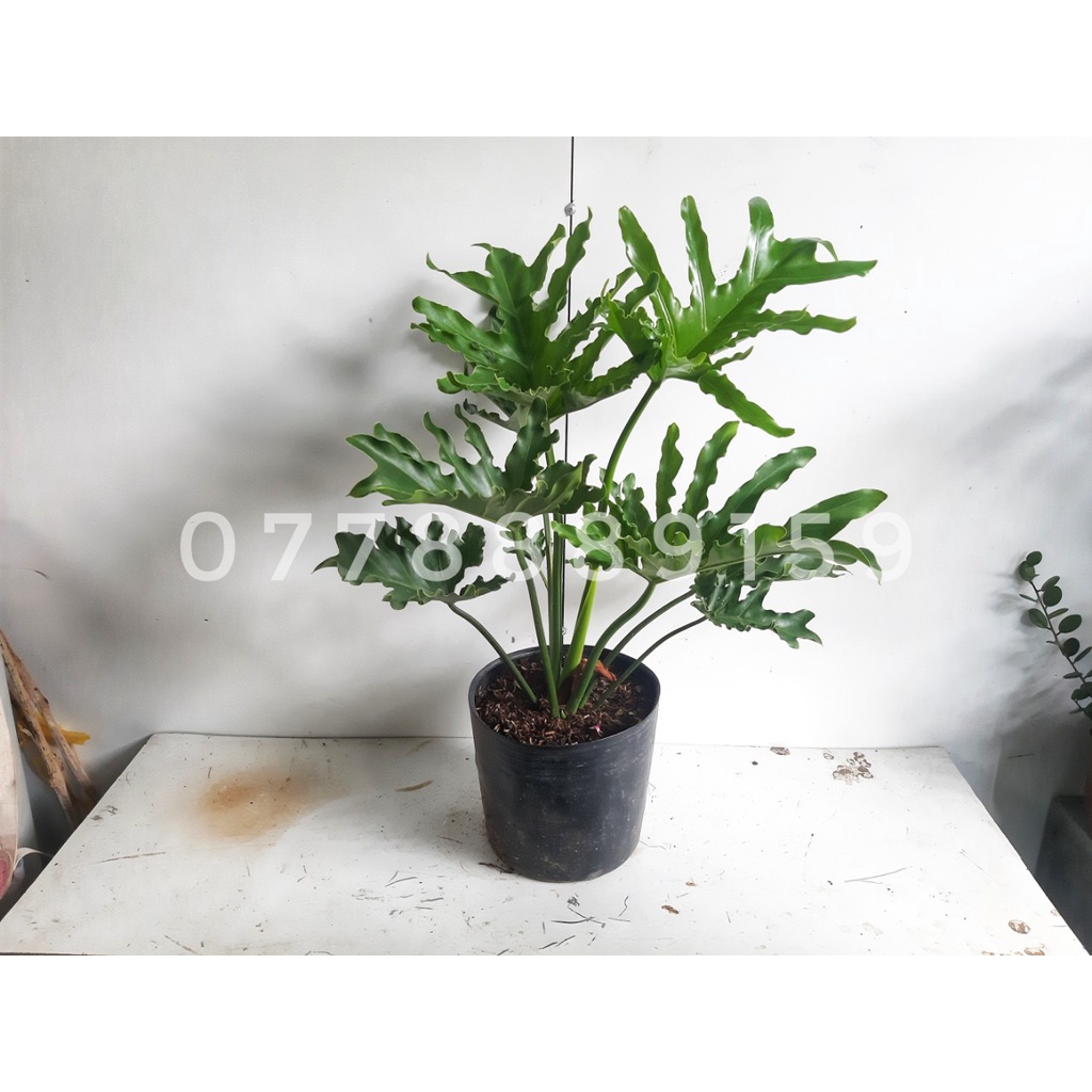 Cây Trầu bà thanh xuân cao 0.4-0.5m, cây trồng nội thất