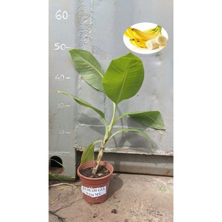 Chuối già Nam Mỹ