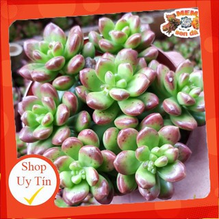 Sen đá Sỏi viền cam trung🍏 |FREESHIP| 🔥 XỨ NÓNG, ĐÃ THUẦN KHÍ HẬU, KHOẺ ĐẸP 🍏 LỖI 1 ĐỔI 1