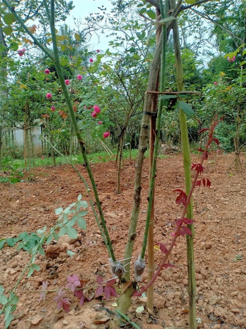 Hồng thân gỗ cành chiết tree sapa