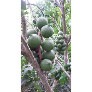 Hạt Macca tách nứt size nhỏ 0.5kg