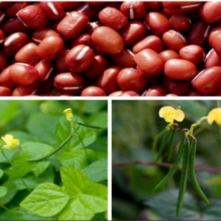 Đậu đỏ hữu cơ 1kg