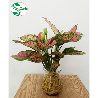 Cây Vạn Lộc Thủy Sinh