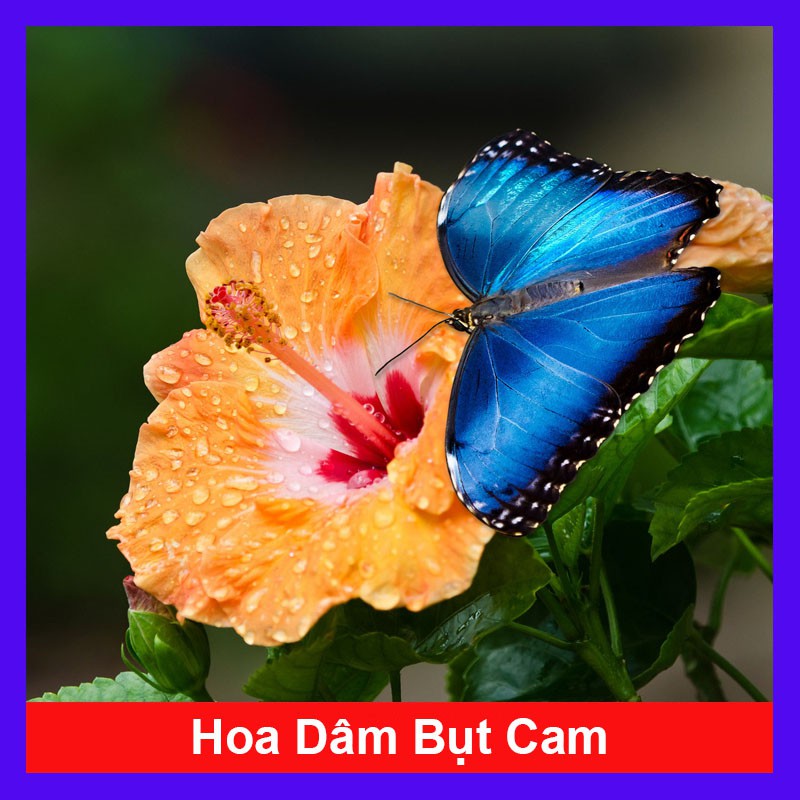 Cây Hoa Dâm Bụt Cam - Cây cảnh sân vườn + tặng phân bón cho cây