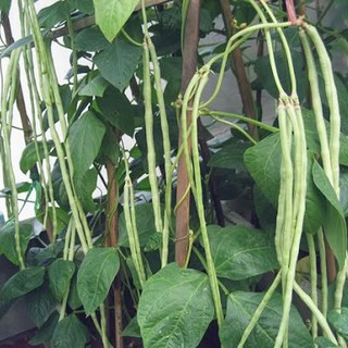 20GR HẠT GIỐNG ĐẬU ĐŨA NGỌT