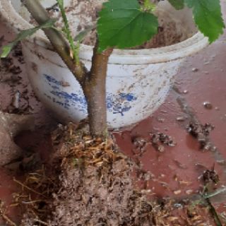 Cây dâu tằm bầu đất( đang trái)