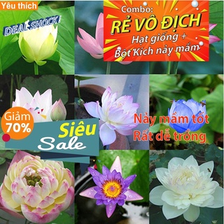 - 1 hạt Sen mini Nhật - nảy mầm tốt, dễ trồng