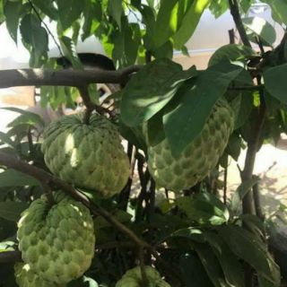Cây 🌲 Na Thái... trái rất to