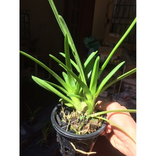 Hoa lan kiếm Hoàng Yến