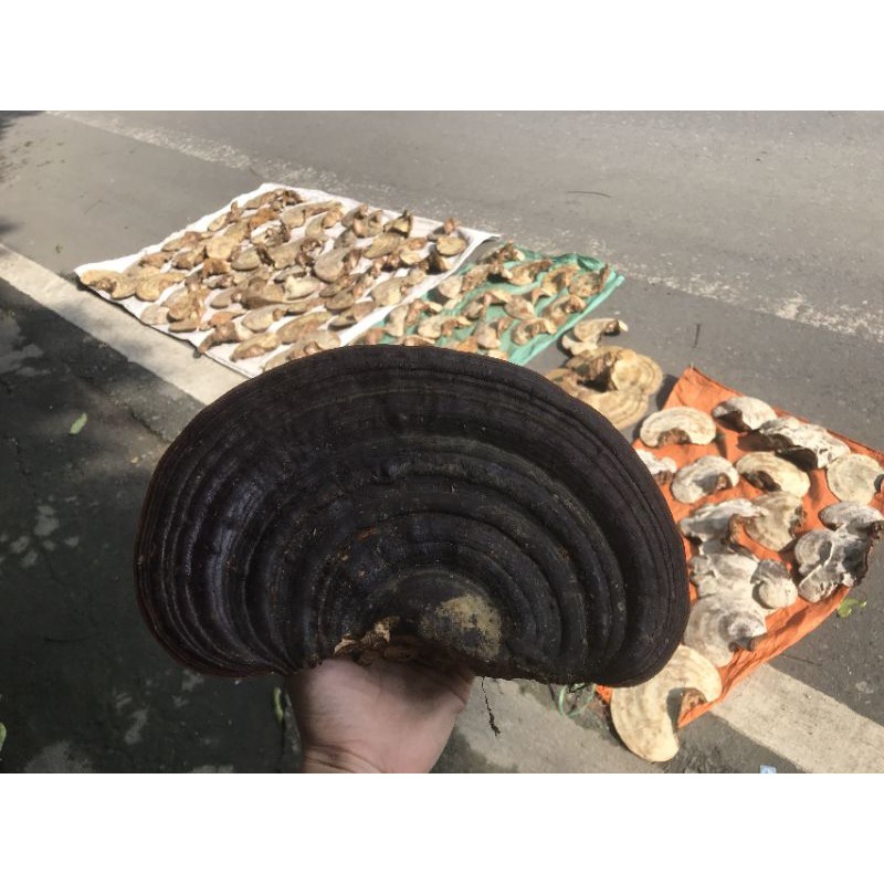 Nấm linh chi rừng khô 1kg