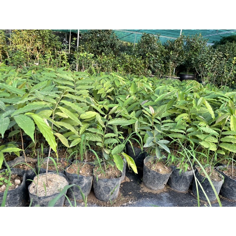 CÂY HOA DẺ GIỐNG cao 50-60 cm