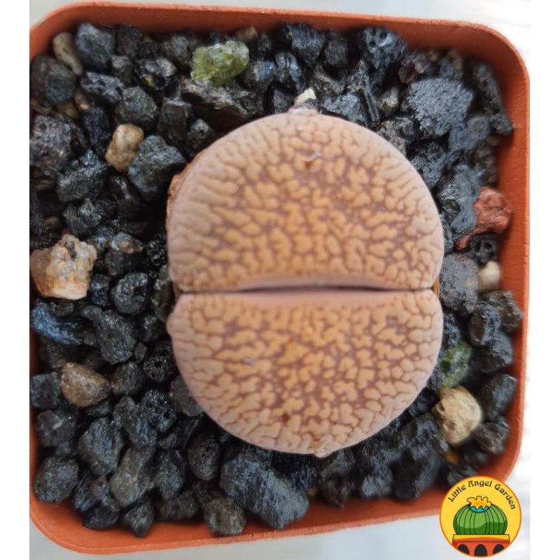 1 sen mông | Lithops | thạch lan dòng Hookeri dễ chăm nhất, giá rẻ