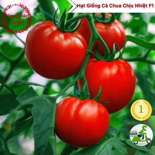 Hạt giống cà chua chịu nhiệt f1