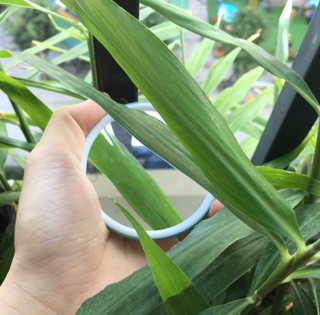 Sỉ 10 gương mini