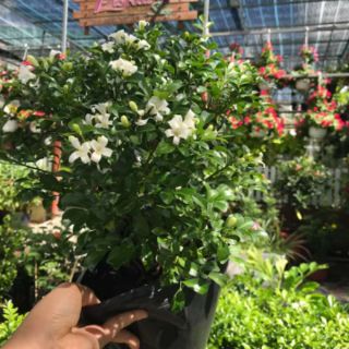 Cây 🌲 Nguyệt quế Thái siêu hoa đang hoa