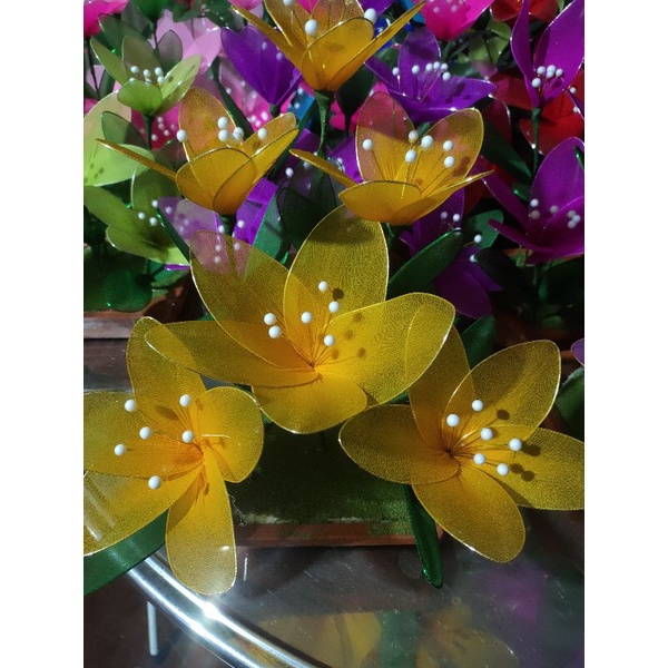 Chậu hoa vải voan thanh lí