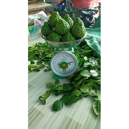 Trái chúc  hàng mới hái 1kg