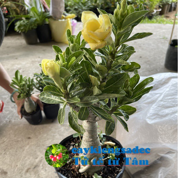 Caykiengsadec - cây sứ Thái  - tặng phân bón cho cây mau lớn- hoa kiểng lá - trang trí nội thất ngoài trời