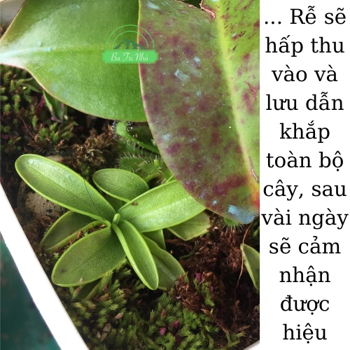 Thuốc tím diệt rệp Starkle G  chuyên dụng cho cây bắt mồi, sen đá, xương rồng, kiểng lá... I Ba Tri Nhỏ