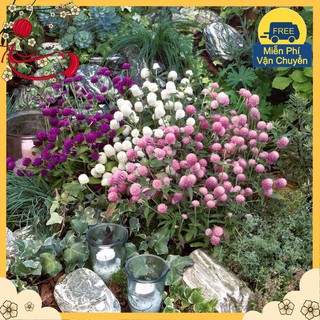 Hạt Giống Hoa Cúc Bách Nhật Mix