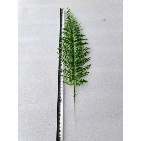 Lá dương sỉ giả. cụm 9 lá to