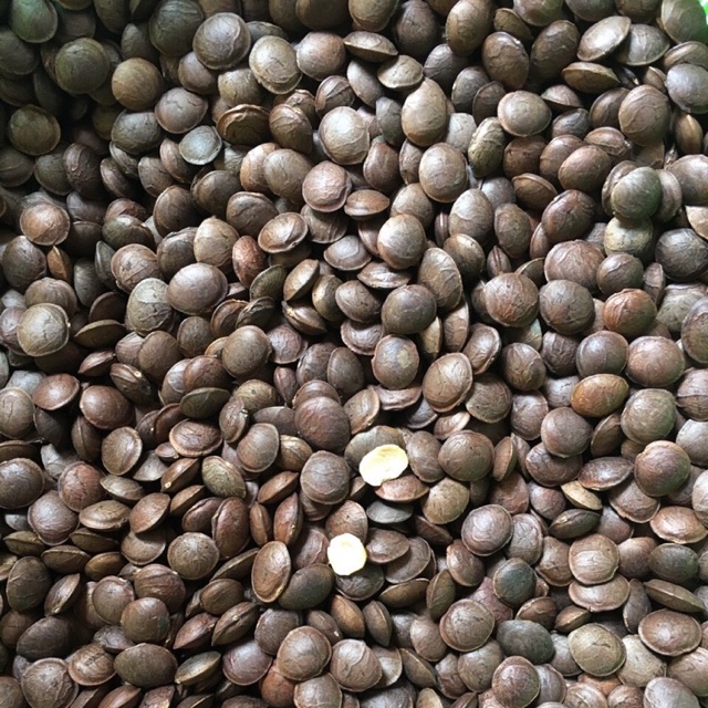 Hạt SACHI .