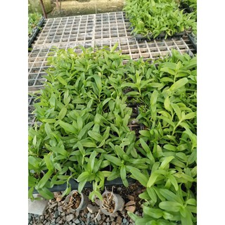 Gỉa hạc lai 2