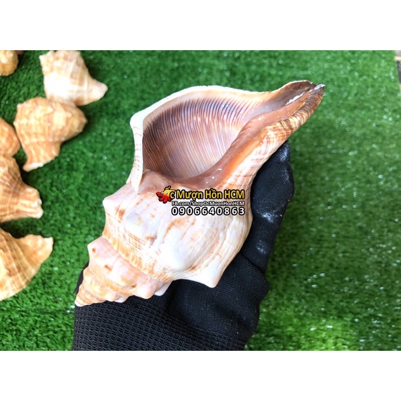 10-14Cm Quà tặng từ Biển - Vỏ Ốc Xà Cừ Kèn Trumpet