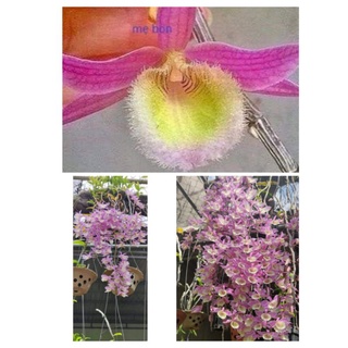 Combo 10  cây giống Lan Thiên Cung Lữ Bố