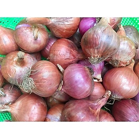 CỦ HÀNH TÍM ẤN ĐỘ