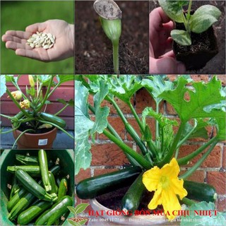 GÓI 10 HẠT GIỐNG BÍ NGÒI BÍ NGỒI XANH ĐẾN MÙA TRỒNG TẾT