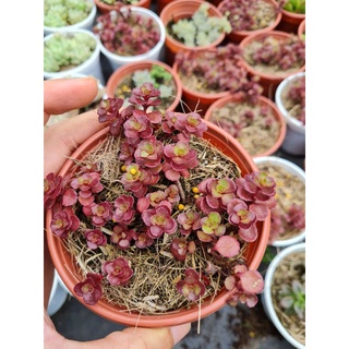 Sen đá huyết long chậu trung