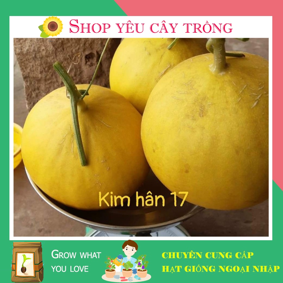 Gói 10 Hạt Giống Dưa Lê Kim Hân 17 Giòn Ngọt Dễ Chăm Sóc