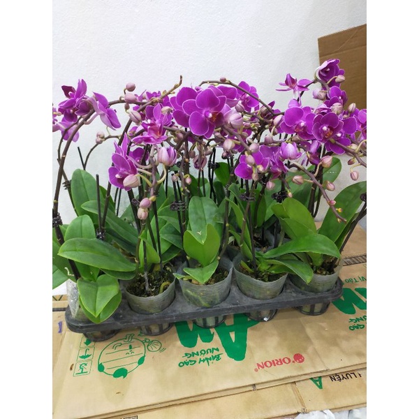 Combo 3 cây mãn thiên hồng đang hoa phân nhánh