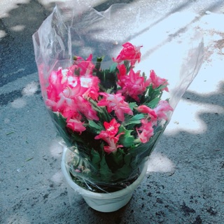 Chậu Hoa Quỳnh Size Đại