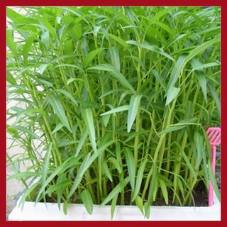 Giống rau muống (100g)